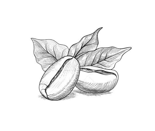 coffee-seed